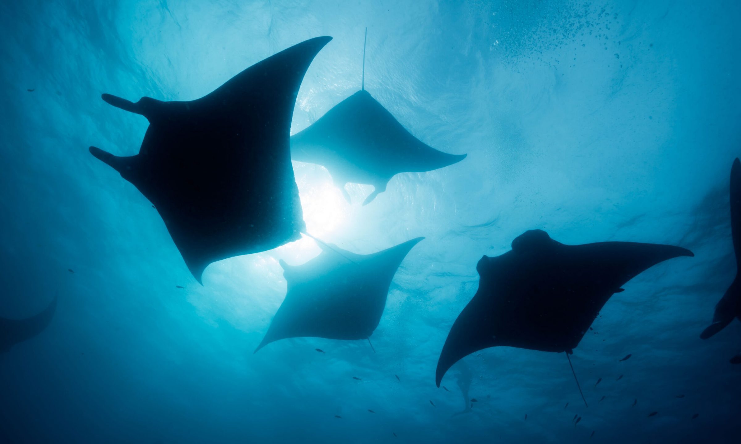 SRI’s Manta underwater kite system to provide reliable, eco-friendly and cost-effective power from tides