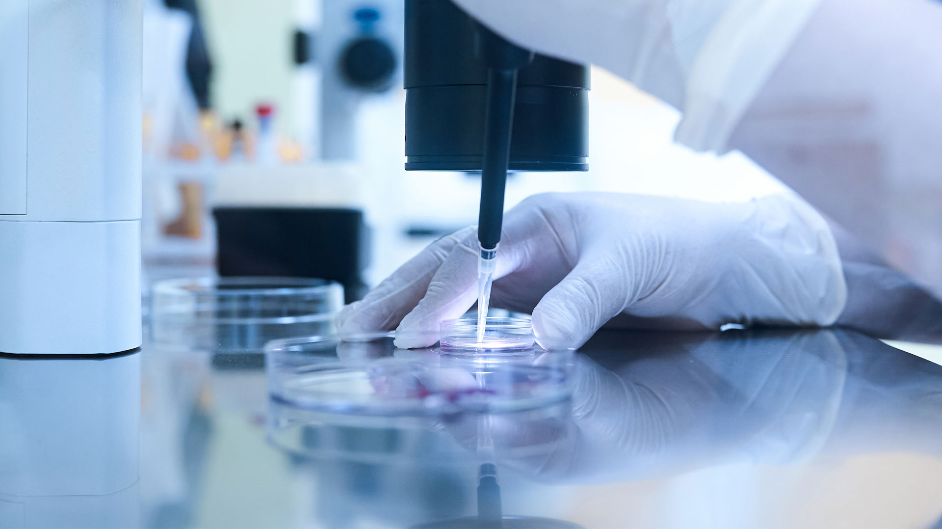 lab petrie dish with hands